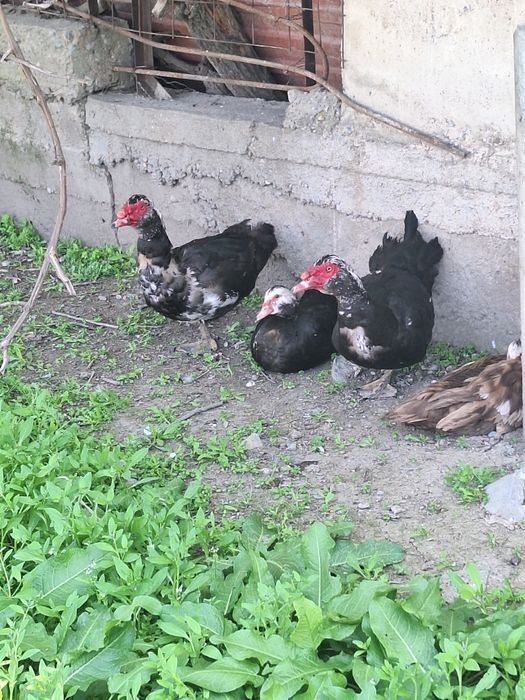 Продам яйца индоутки