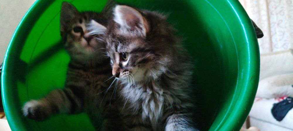 Отдам котят мальчик и девочка 1месяц