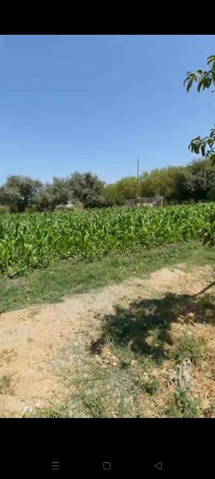 СРОЧНО! Продаётся участок  В Таш.области 13 соток(СВОЁ)