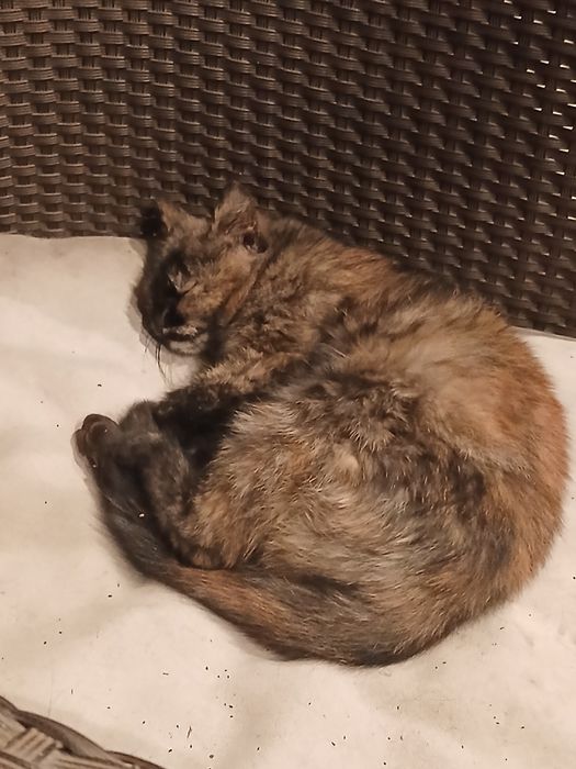 Кошка ищет тёплый дом