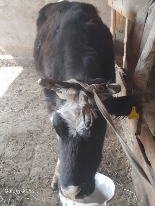 Буаз сиыр сатылады