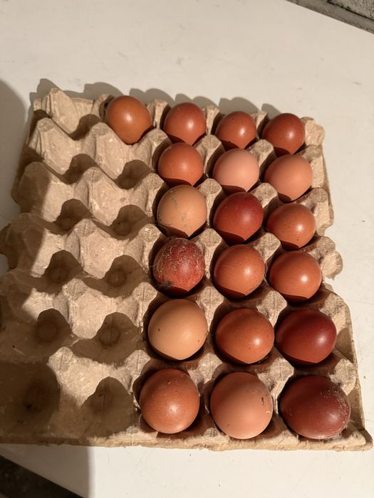 Инкубационные яйцо