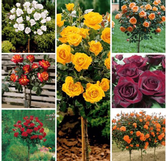 Trandafiri Pomișor la Ghiveci