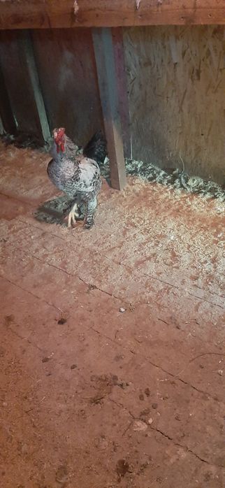 Продам молодых петушков