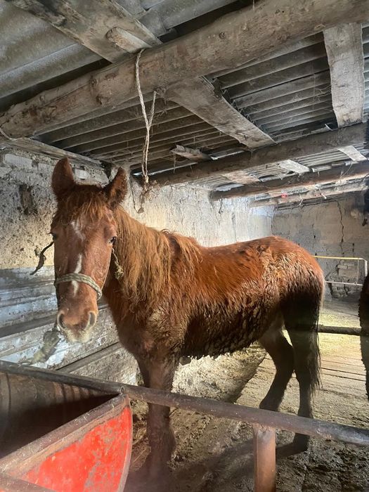 Продам  лошадей.