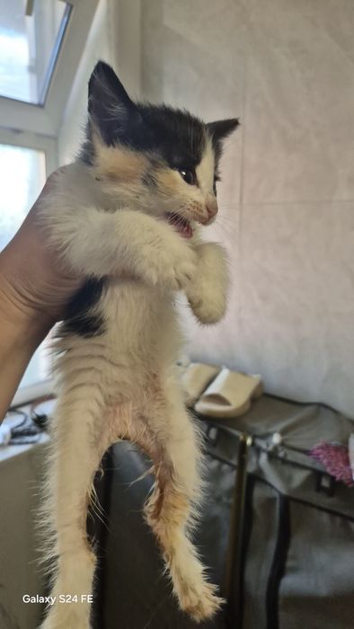 Дарю милых котят