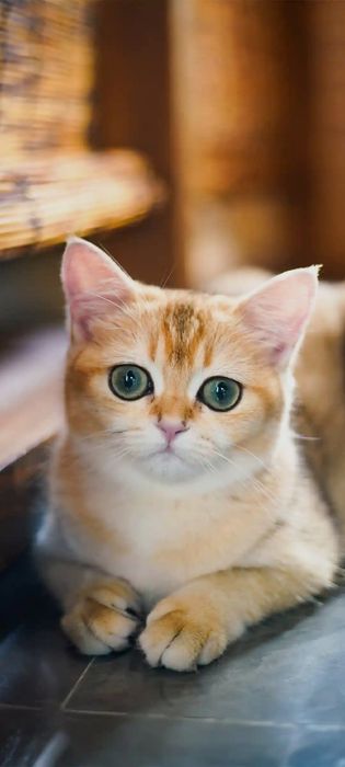 Мушукчалар. Котята мимишки