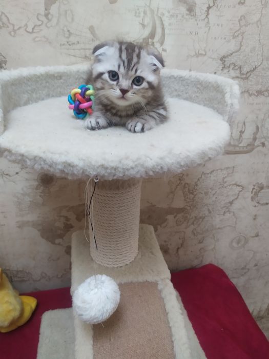 Продажа шотландских котят
