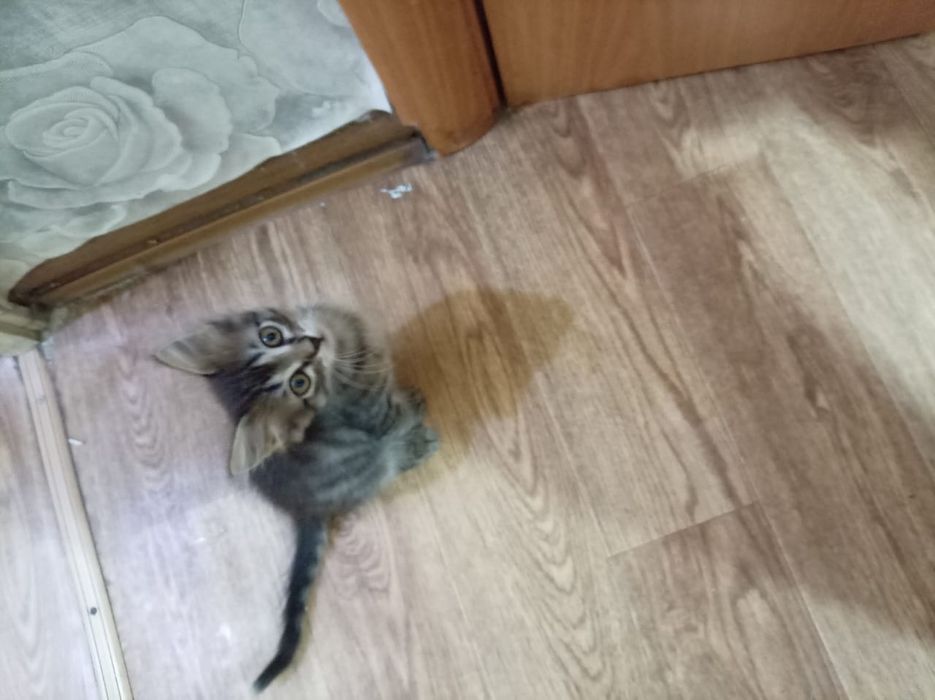 Два котенка ищут дом