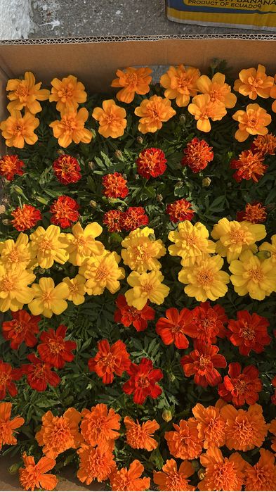 Петунья,бархатцы оптом