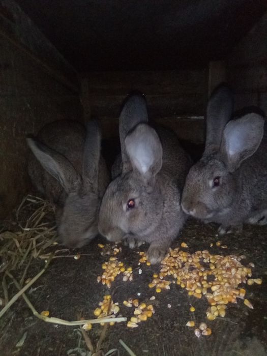 Iepuri de vânzare Prahova