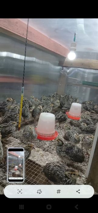 Vand oua consum  si pentru incubat prepelite  GALATI