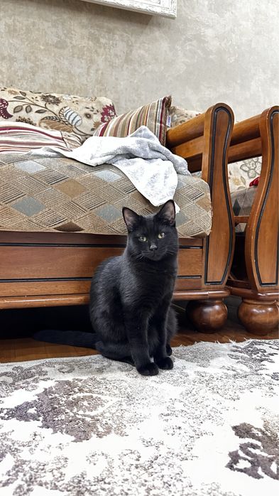 В добрые руки кошечку 5 мес