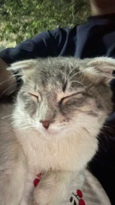 кошка вислоухие домашние