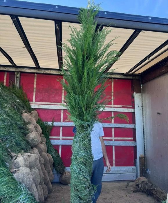 Leylandii chiparos cea mai buna calitate