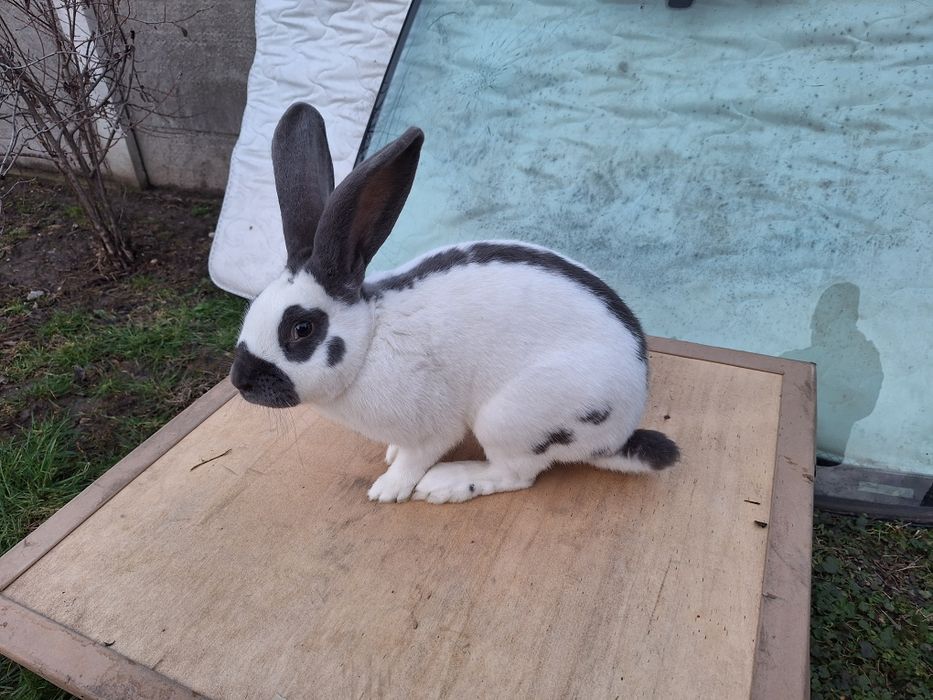 Mascul fluture german disponibil