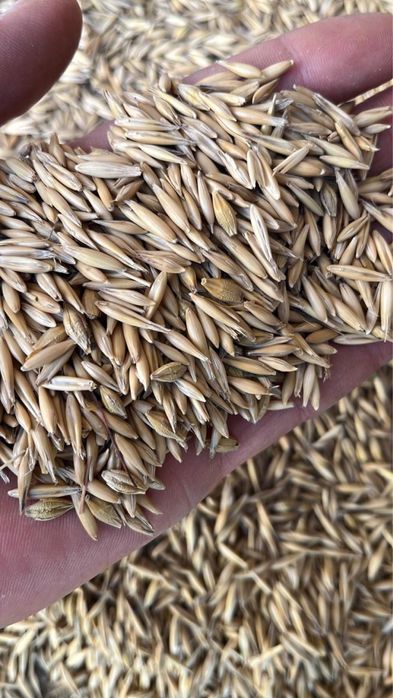 Ячмень пшеница овес сечка