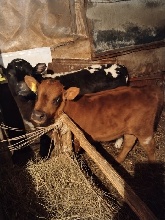 Продам телят бычки