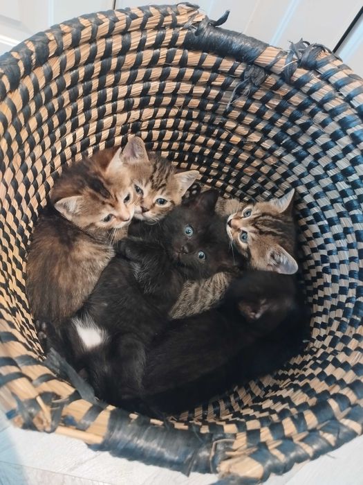 Таби британски котенца и тъмен шоколад