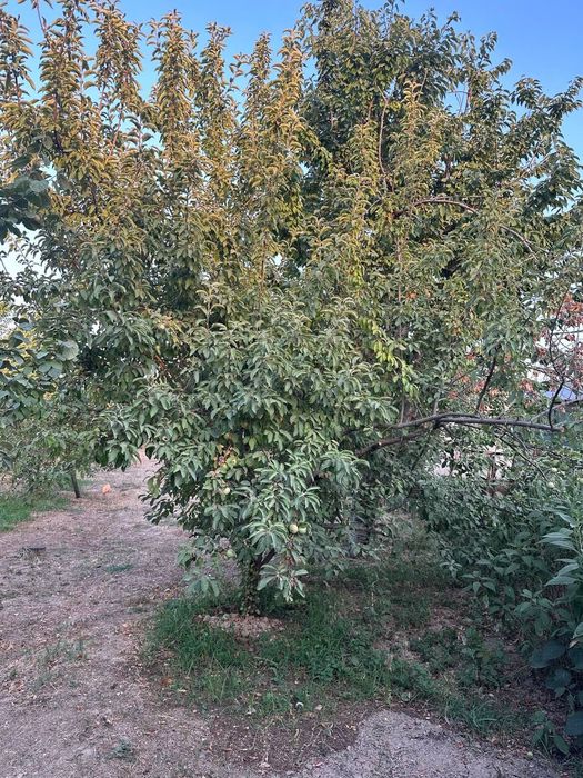 Дача Паркентский район (Навбахор)