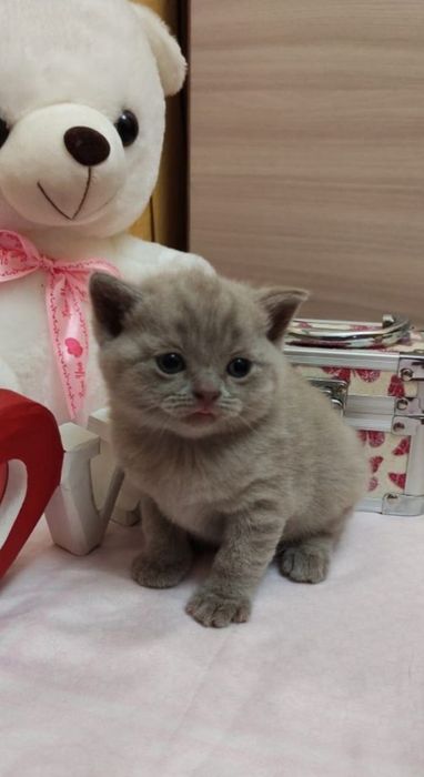 Британские котята