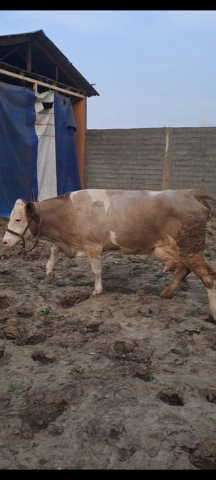 Корова с теленком. Продам