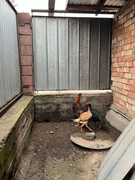 Дакан бойцовский