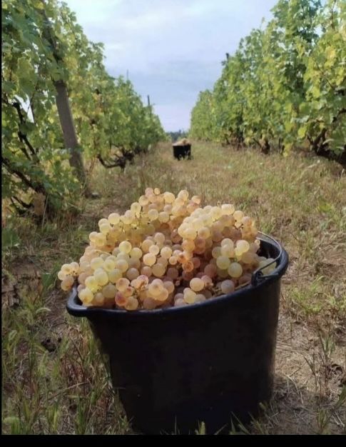 Struguri de vin  transpori in toata tara