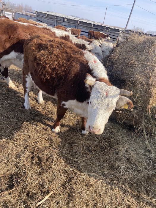 Корова, согым, телка, кашар