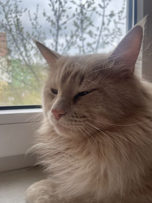 Вязка мальчик ищем девочку