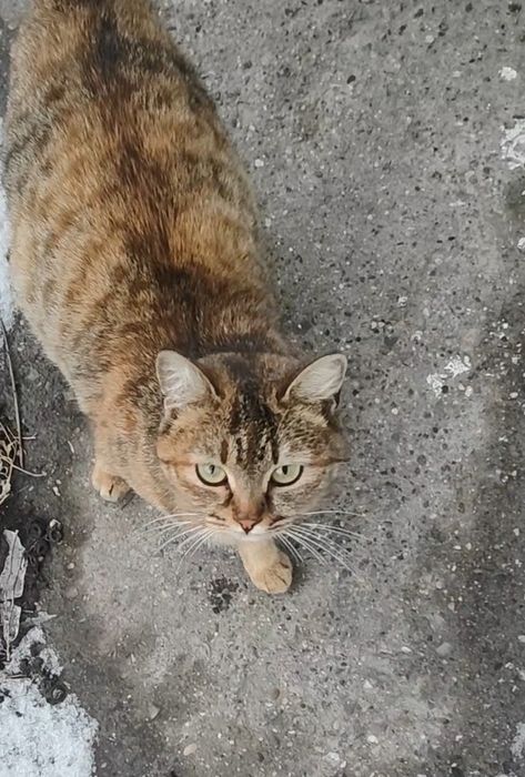 Марточка ищет дом