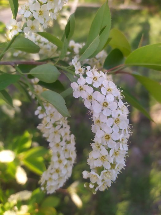 Для машины, парфюм
