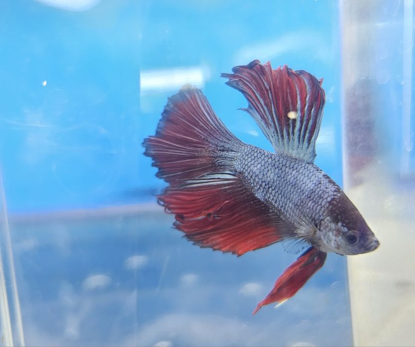 Рыбки петушки в наличии!