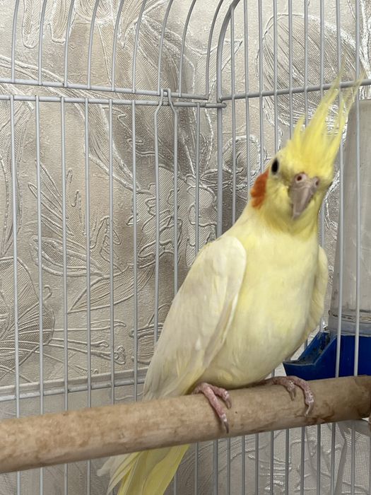 Продам попугай Корел