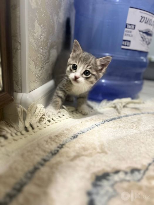 Срочно     кошка