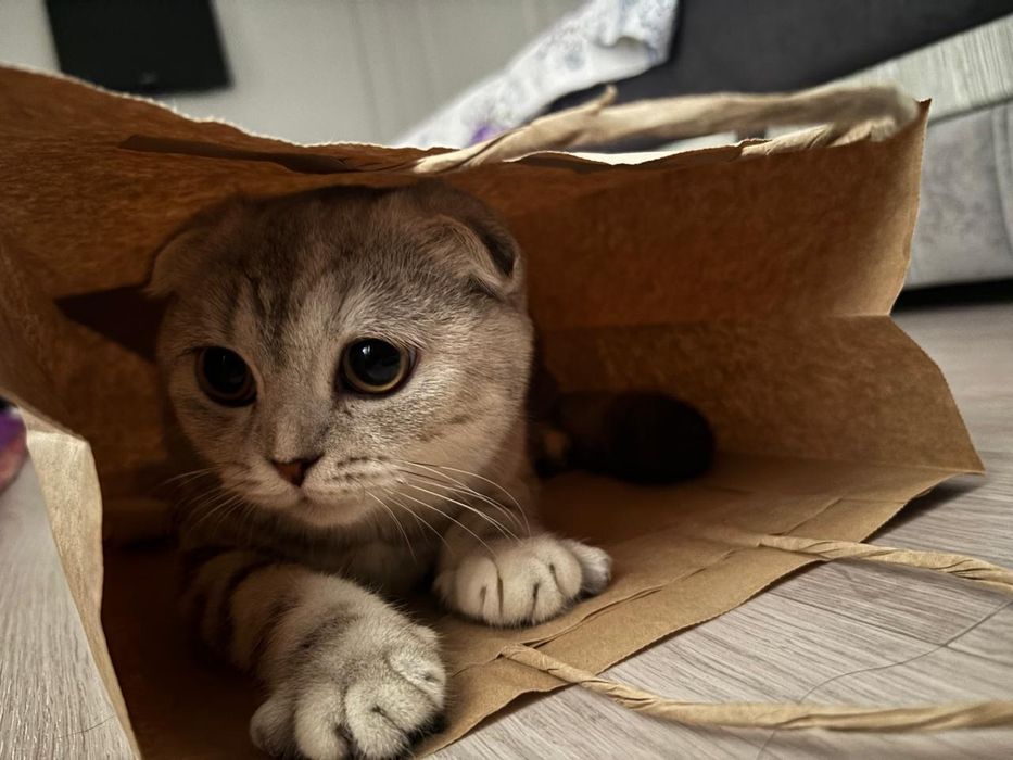Кошка,шотландская вислоухая