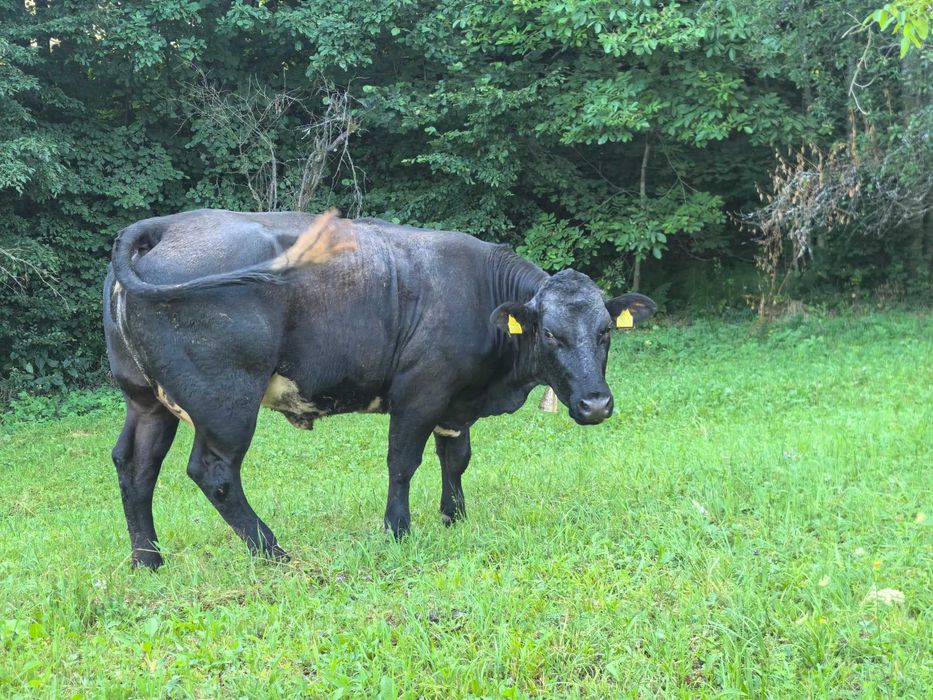 Vând vacă rasa angus
