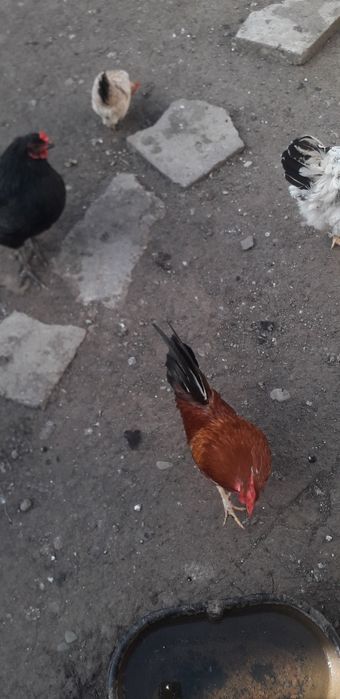 Vand sau schimb cu porumbei