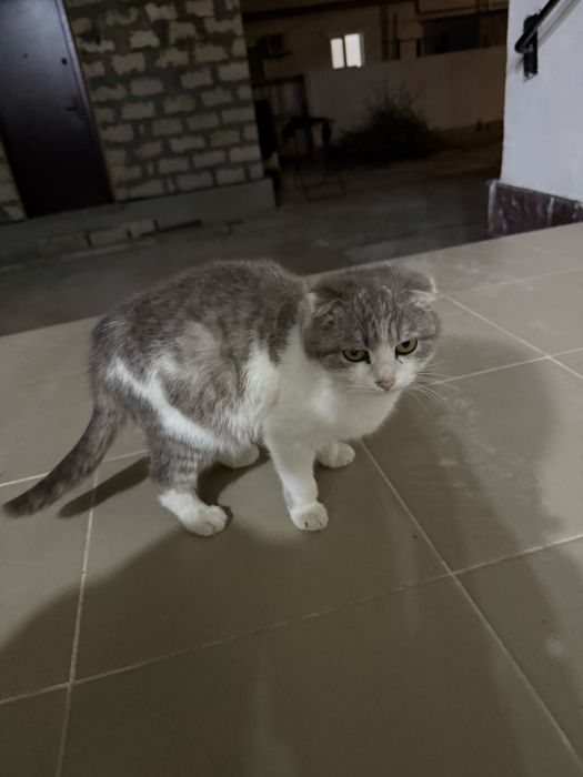 Отдам на добрие руки