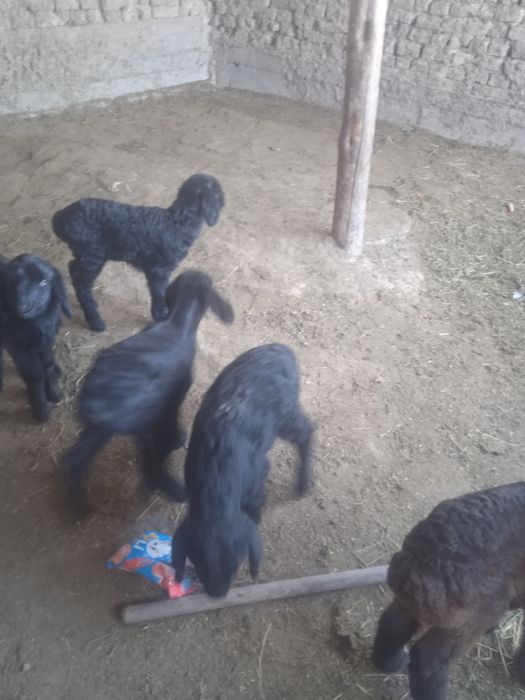 Козылар сатылады козы