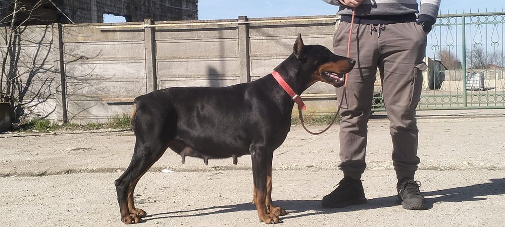 Femelă Doberman Black & Tan