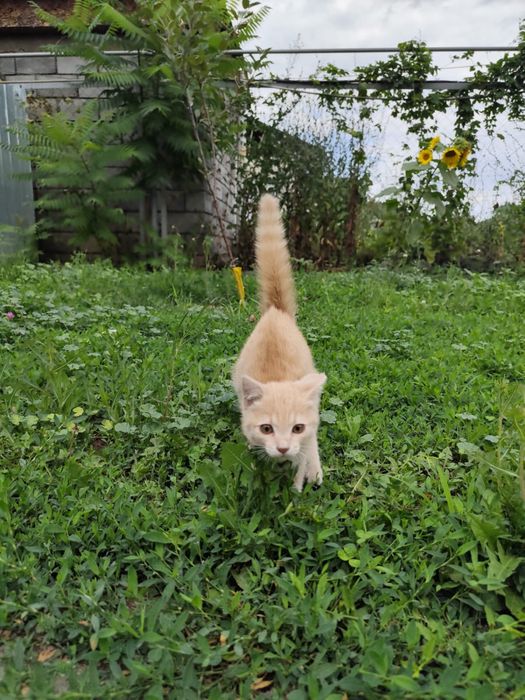 Отдадим в добрые руки