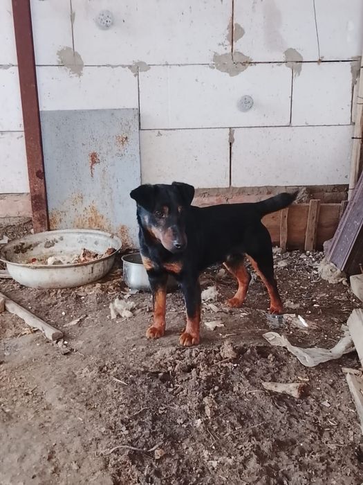 Ит сатам / продам собаку