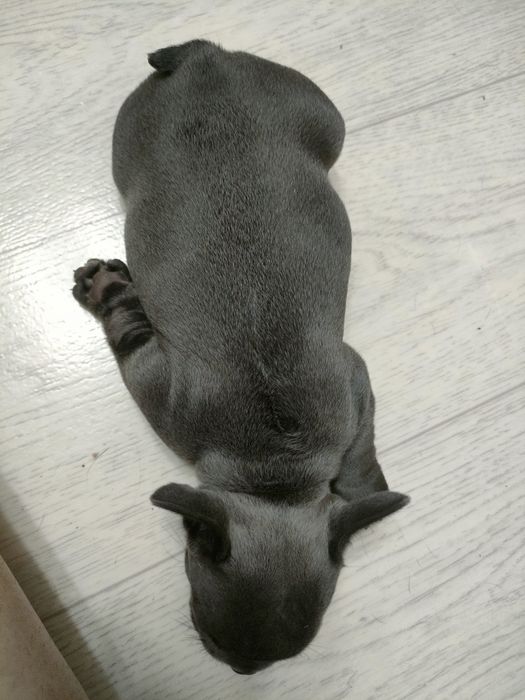 Французский бульдог