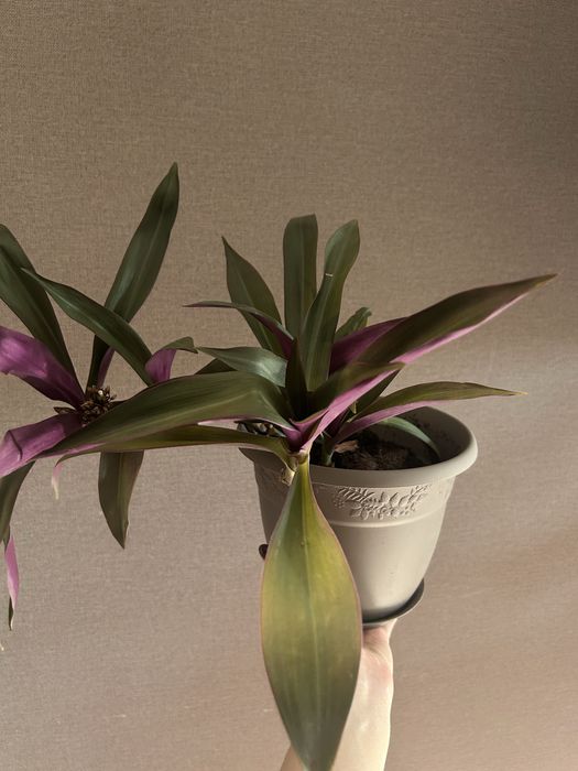 Комнатные цветы