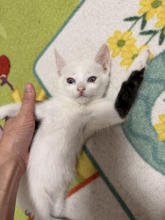 Отдам котенка мальчики
