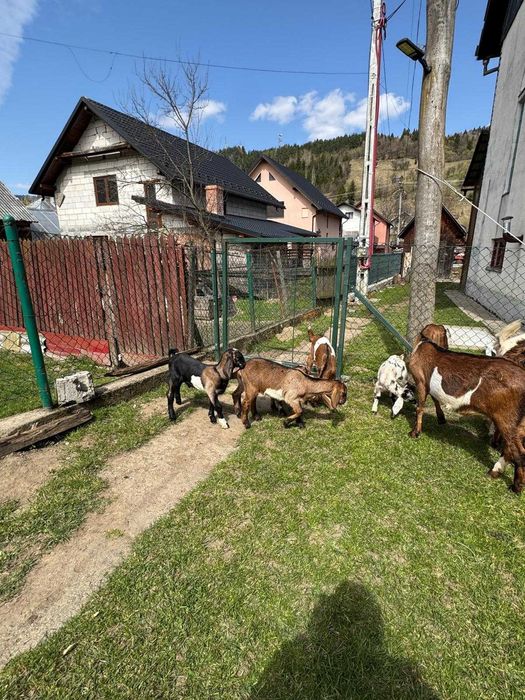 Capre anglo-nubiene rasa pura