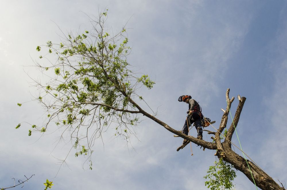 Спил аварийных деревьев, обрезка