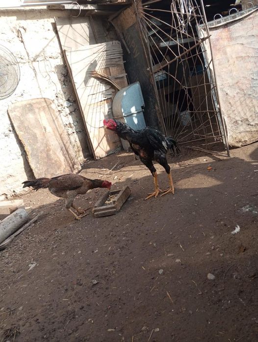 Дакан   кораздар    бар