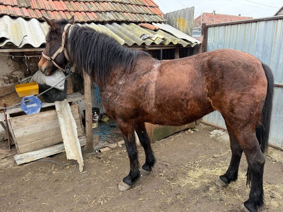 Vând iapă, prețul este negociabil